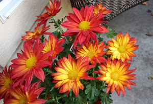 Boise Daily Photo Garden Shot